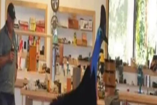 माणसाला भेटला जगातील सर्वात खतरनाक पक्षी, लाथ मारून करतो काम तमाम