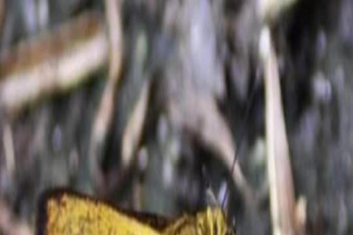 फोटोग्राफरने मजेमजेत रचला विक्रम, शोधून काढलं चॉकलेटी फुलपाखरू