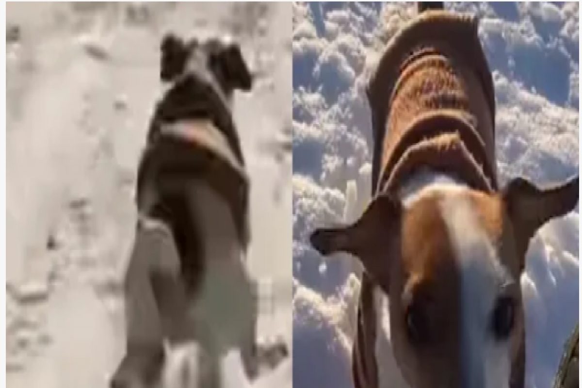 हा कुत्रा आहे की चित्ता? वेग पाहून लागेल वेड, पाहा VIDEO