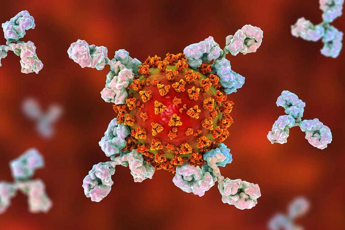 टी पेशी (T Cells) त्यांच्या पृष्ठभागावर आण्विक रिसेप्टर्ससह (molecular receptors) सुसज्ज असतात जे बाहेरच्या प्रथिनांचे तुकडे ओळखण्यास सक्षम असतात. या तुकड्यांना किंवा भागांना अंटीजेन (Antigen) म्हणतात. अंटीजेन मिळाल्यानंतर रेणू प्राप्तकर्ता स्वतःचे प्रतिरुप बनू शकतो आणि अतिरिक्त प्रतिरोधक पेशी तयार करतो ज्या संक्रमित पेशींना ताबडतोब मारतात, तर काही भविष्यातील संक्रमणापासून संरक्षण करण्यासाठी शरीरात कायमचे राहतात. (प्रतिकात्मक फोटो: शटरस्टॉक)