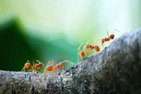 Yuck! Friendship साठी एकमेकांच्या तोंडात करतात उलटी; घट्ट मैत्रीसाठी विचित्र पद्धत