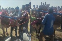 नाशिक: बैलगाडा शर्यतीत बैल जोडी उधळली, बैलांची शिंग दुचाकीत अडकली नाशिक: बैलगाडा शर्यतीत बैल जोडी उधळली, बैलांची शिंग दुचाकीत अडकली
