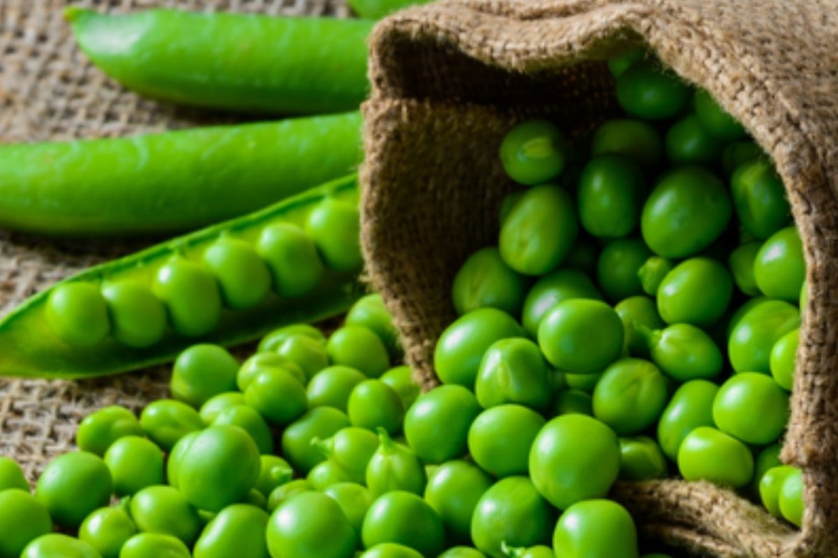 मटार
हिवाळ्यात येणारे हिरवे वाटाणे हे प्रथिनांचाही चांगला स्रोत आहे. 100 ग्रॅम वाटाण्याच्या दाण्यांमध्ये 5.4 ग्रॅम प्रथिने असतात. चवीसोबतच ते पौष्टिकतेमध्येही उत्तम आहे. (सूचना : येथे दिलेली माहिती सामान्य वैद्यकीय माहितीवर आधारित आहे. न्यूज 18 लोकमत त्याची हमी देत नाही.)