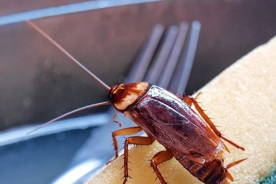 Cockroach