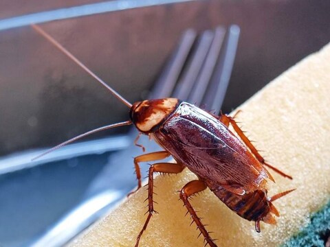 Cockroach