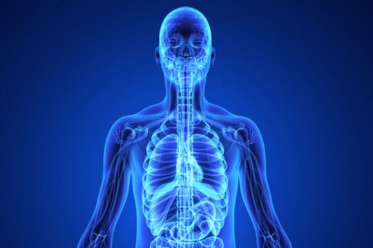 human body