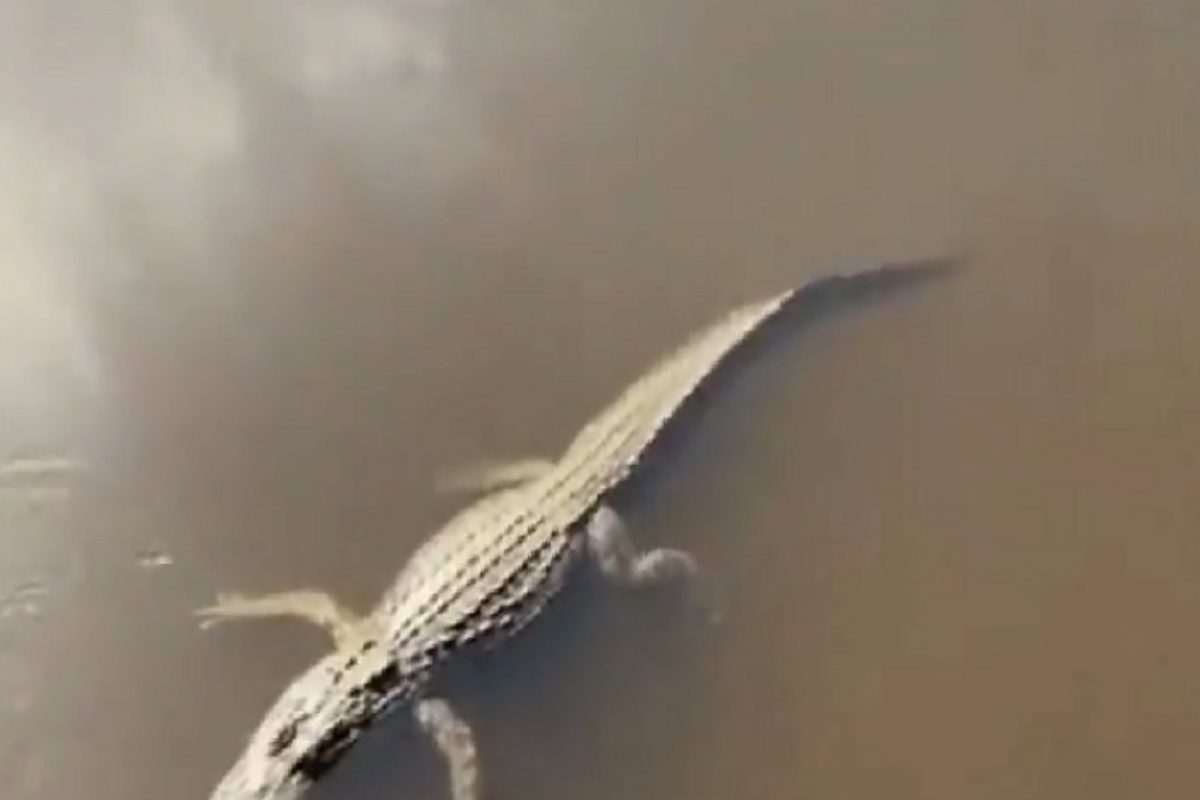 VIDEO - चक्क मगरीसमोर गेलं कासव; पुढे जे घडलं ते पाहून विश्वासच बसणार नाही