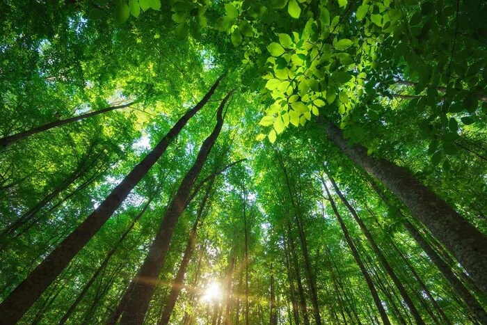 हवामान बदलामुळे (Climate Change) जगातील अनेक प्राणी स्वतःत बदल घडवत आहेत. त्याचा परिणाम वनस्पतींवरही (Plants) होत आहे. बर्कले लॅब आणि यूएस बर्कले यांच्या नवीन संशोधनातून असे दिसून आले आहे की वातावरणात (Atmosphere) कार्बन डायऑक्साइडचे प्रमाण जास्त असल्याने झाडे देखील अधिक प्रकाशसंश्लेषण करत आहेत. वनस्पती वातावरणातून कार्बन डायऑक्साइड घेऊन त्याचा वापर अन्न तयार करण्यासाठी करतात. प्रकाशसंश्लेषण आणि कार्बन संचय (Carbon Sink) यांच्यातील थेट संबंध दर्शविणारा हा पहिला अभ्यास आहे. अर्थात हे मोठ्या प्रमाणात कार्बन डाय ऑक्साईडचे शोषण आहे. मात्र, मानवी कार्बन उत्सर्जनाच्या तुलनेत ते फारच कमी आहे. (प्रतिकात्मक फोटो: शटरस्टॉक)