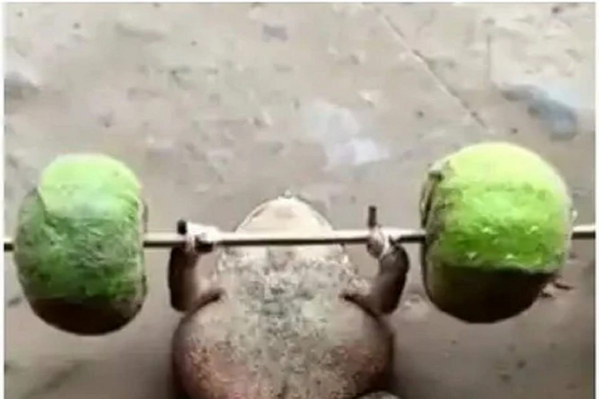 बेडुकही झालं फिटनेस फ्रीक; उड्यांसोबत आता हातात DUMBBELL घेऊन केली EXCERCISE; VIDEO VIRAL