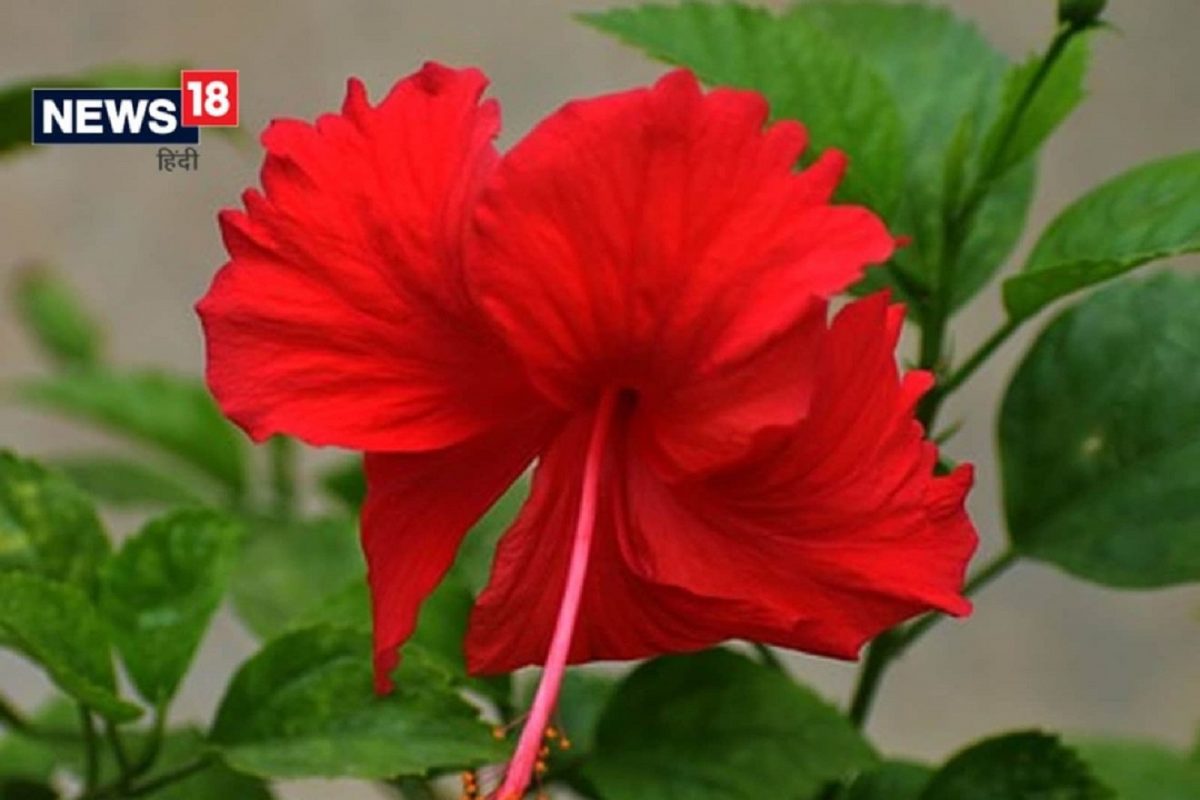 Hibiscus Flower Benefits: अनेक गुणधर्मांनी समृद्ध जास्वंदीचं फूल आरोग्यासाठी आहे फायदेशीर, असा करा वापर
