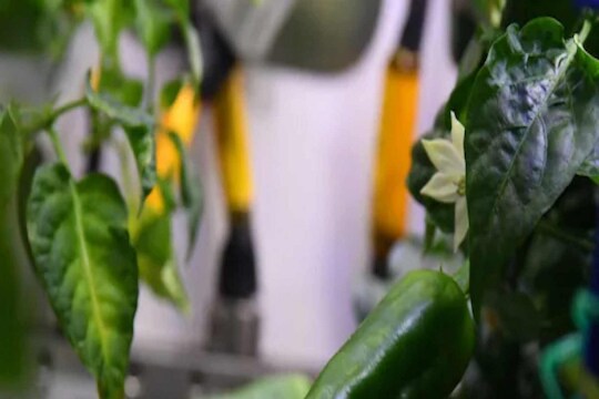 Farming in Space | अंतराळात शेतीचा यशस्वी प्रयोग, पहिल्या प्रयत्नात मिर्चीचं पिक! कशी साधली किमया?