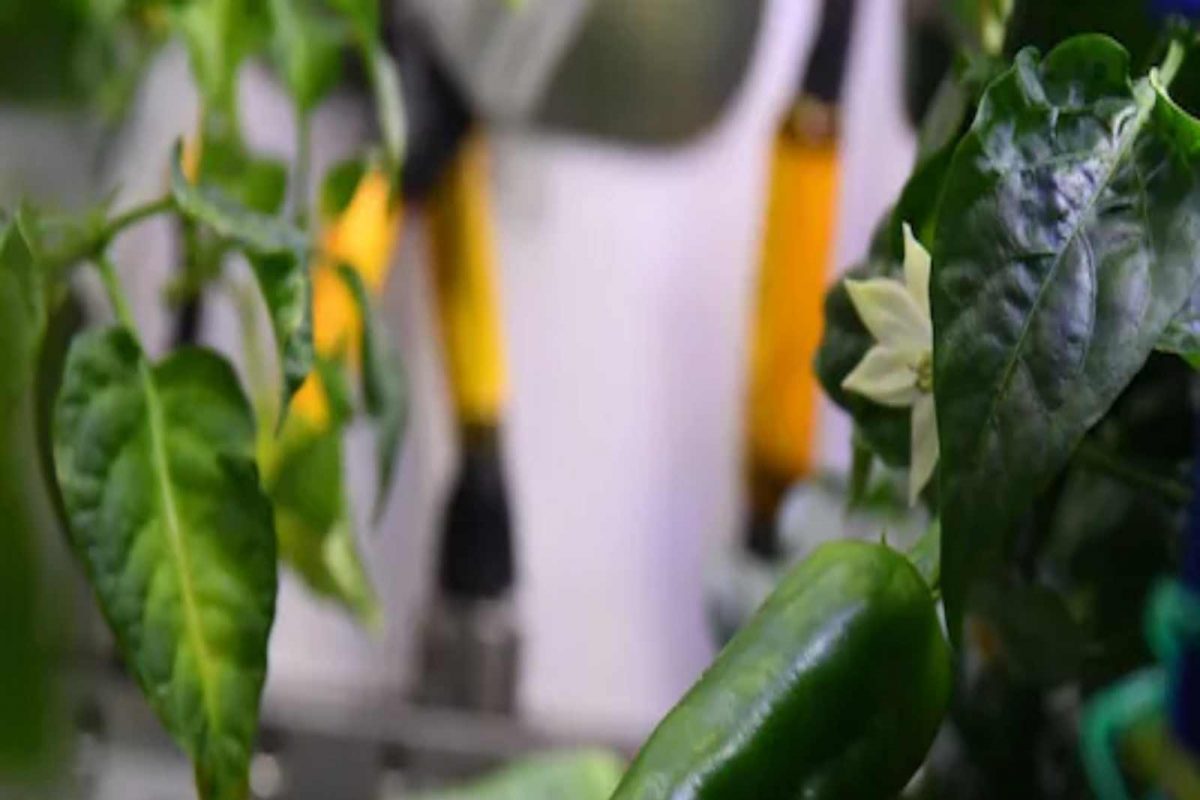 Farming in Space | अंतराळात शेतीचा यशस्वी प्रयोग, पहिल्या प्रयत्नात मिर्चीचं पिक! कशी साधली किमया?