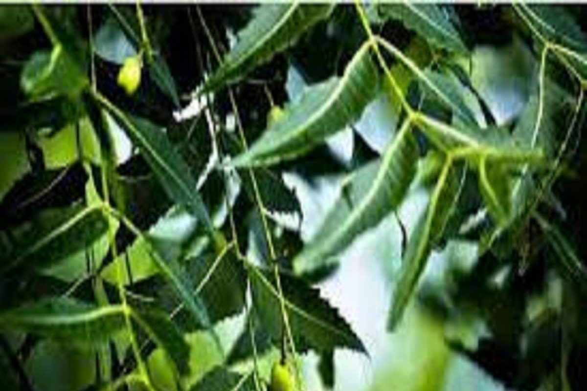 कडुलिंबाची पानं -
एक लिटर पाण्यात कडुनिंबाची पाने उकळून हे पाणी आंघोळीच्या पाण्यात मिसळून रोज आंघोळ केल्यास घामोळे निघून जातील.