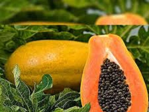 Payaya Seed Benefits: काळ्या मिरीच्या दाण्यांसारख्या दिसणाऱ्या पपईच्या बिया आरोग्याच्या दृष्टीने खूप फायदेशीर आहेत. यामध्येही पपईप्रमाणेच औषधी गुणधर्मांचा खजिना आहे.