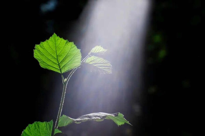 लॉरेन्स बर्कले नॅशनल लॅबोरेटरी आणि यूसी बर्कले यांच्या नेतृत्वाखालील आंतरराष्ट्रीय संशोधकांच्या टीमने, रिमोट सेन्सिंग, मशीन लर्निंग आणि बायोस्फीअर मॉडेल्सचा वापर करून, वनस्पती आता अधिक प्रकाशसंश्लेषण (Photosynthesis) करत आहेत याचा अभ्यास करण्यासाठी एक नवीन पद्धत वापरली. 2020 मध्ये जागतिक प्रकाशसंश्लेषण 1982 च्या तुलनेत 12 टक्के जास्त असल्याचे आढळून आले. त्याच कालावधीत, वातावरणातील कार्बन डायऑक्साइड (CO2) चे प्रमाण 360 भाग प्रति दशलक्ष (ppm) वरून 420 ppm म्हणजेच 17 टक्के इतके वाढले. (प्रतिकात्मक फोटो: शटरस्टॉक)