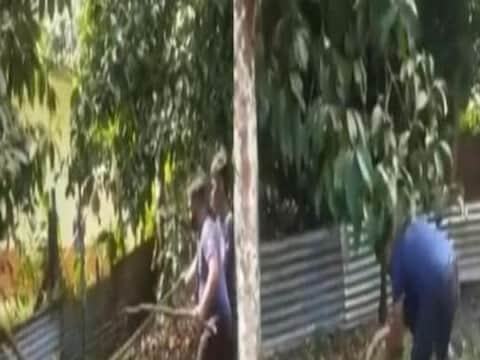 कोब्राची शेपटी खेचताच तो संतप्त झाला आणि त्याने त्या व्यक्तीवर हल्लाच चढवला.