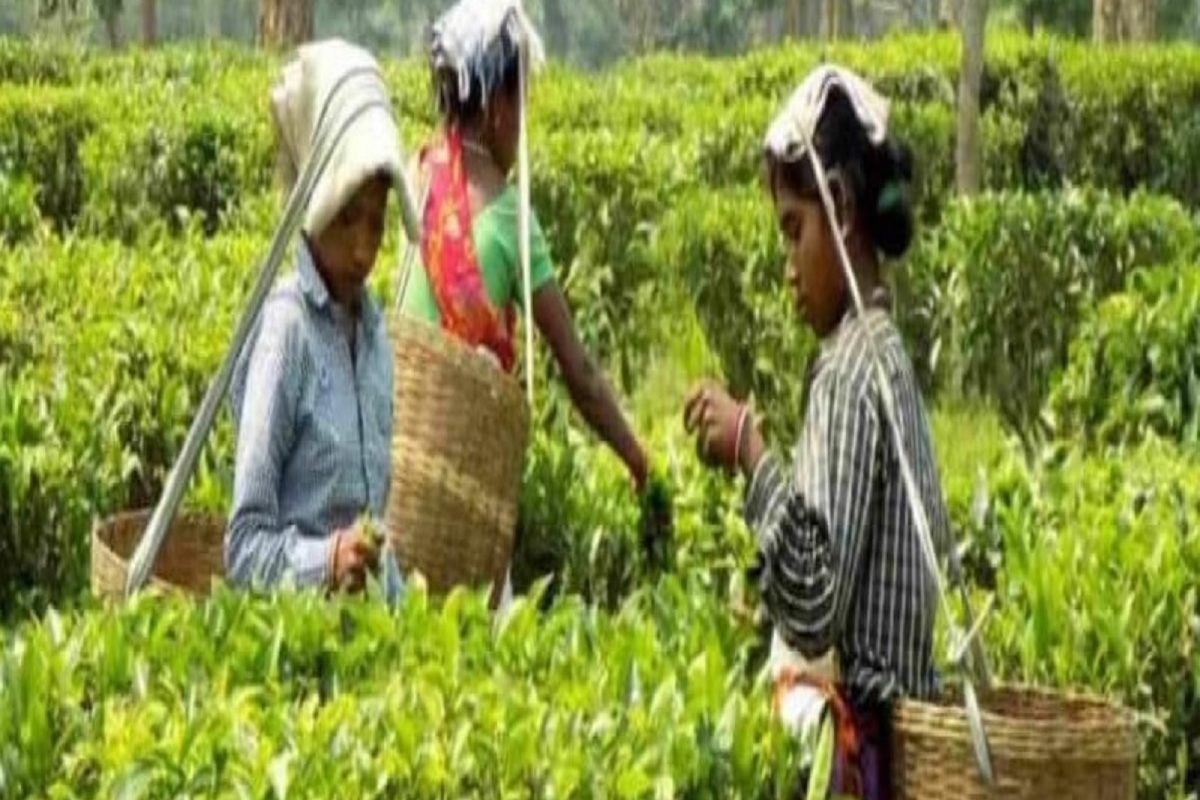 आसामच्या चहाला विक्रमी भाव! 99,999 रुपयांना एक किलो चहा, जाणून घ्या या चहामध्ये काय आहे खास