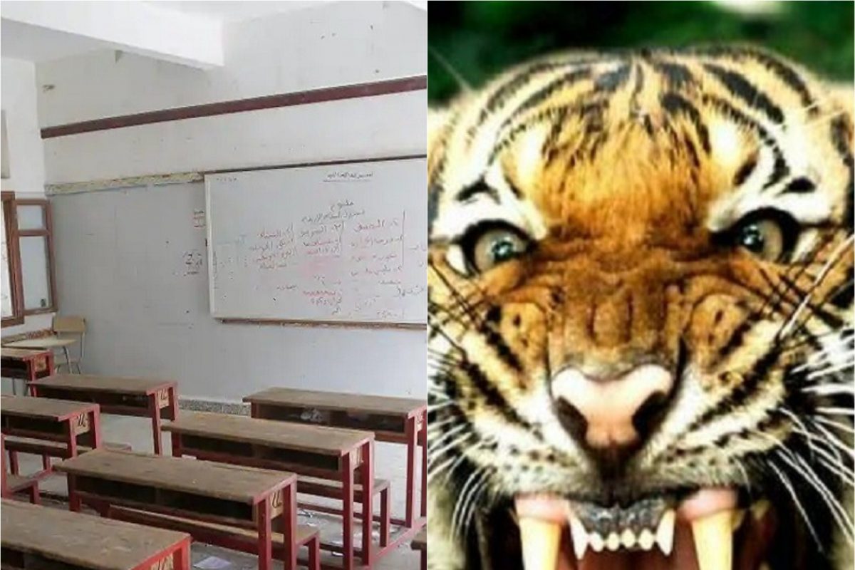 वाघाच्या धास्तीने शाळा महाविद्यालय बंद, चार दिवसांपासून बुलढाण्यात दहशत कायम