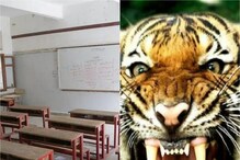 वाघाच्या धास्तीने शाळा महाविद्यालय बंद, चार दिवसांपासून बुलढाण्यात दहशत कायम वाघाच्या धास्तीने शाळा महाविद्यालय बंद, चार दिवसांपासून बुलढाण्यात दहशत कायम