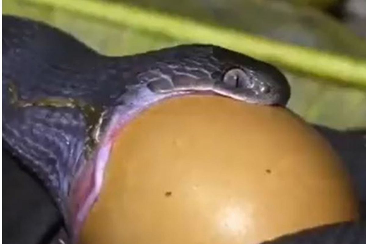 भलीमोठी अंडी गिळण्यासाठी सापाची धडपड; अंगावर काटा आणणारा VIDEO