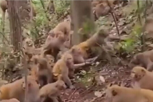 बापरे! माकडांच्या 2 गटात जबरदस्त भांडणं; एकमेकांना धू धू धुतलं, कधीही पाहिला नसेल असा VIDEO