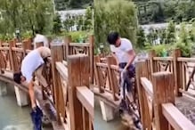 VIDEO: मगरीच्या तावडीत सापडला कुत्रा; तरुणाने केलेलं भलं काम पाहून वाटेल अभिमान VIDEO: मगरीच्या तावडीत सापडला कुत्रा; तरुणाने केलेलं भलं काम पाहून वाटेल अभिमान