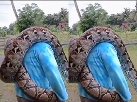 सोशल मीडियावर व्हायरल होणाऱ्या व्हिडिओ क्लिपमध्ये दिसतं, की एक व्यक्ती गार्डनमध्ये गळ्यात भलामोठा साप घेऊन फिरत आहे. 