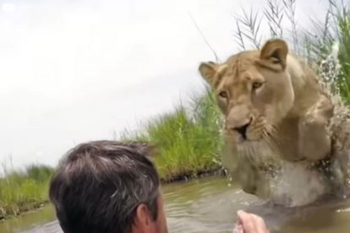 7 वर्षांपूर्वी ज्या सिंहिणीचा जीव वाचवला ती अचानक समोर आली अन्..; VIDEO पाहून व्हाल हैराण