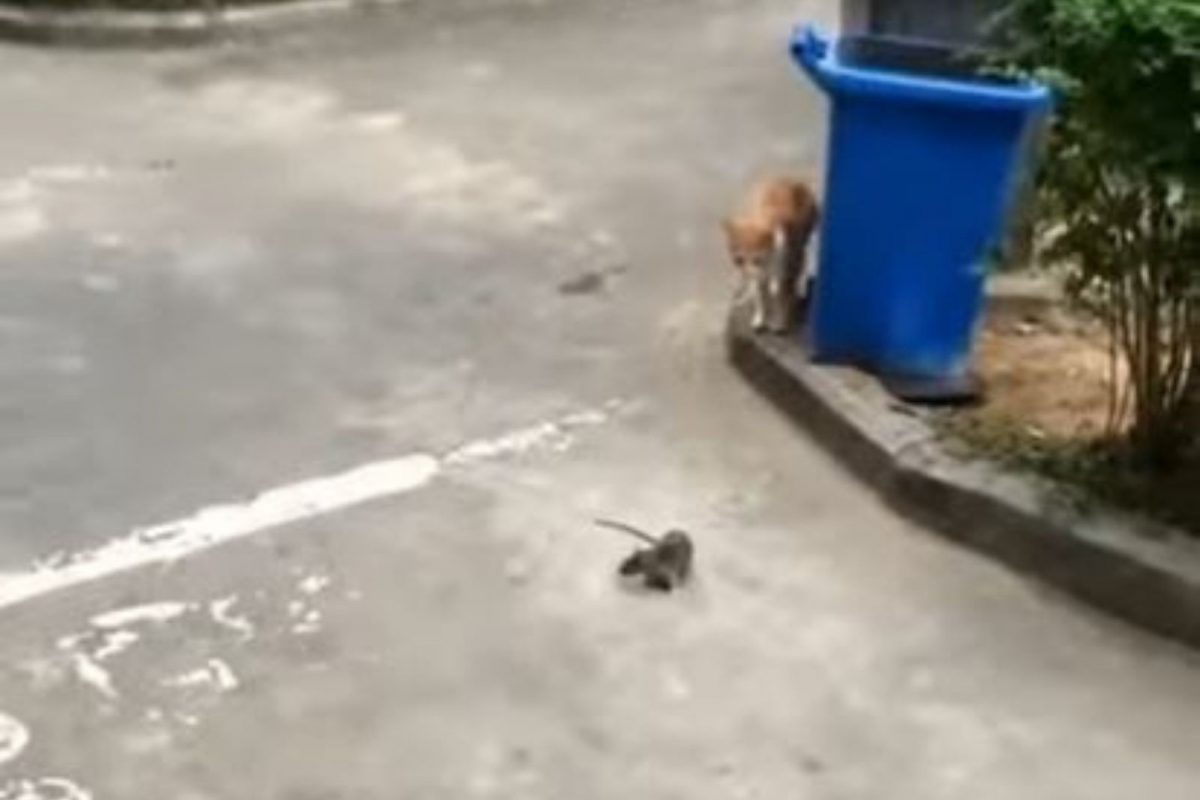 रिअल लाईफ 'टॉम अँड जेरी'; इवल्याशा उंदराने मांजराला अक्षरशः नाकीनऊ आणलं, हा खास VIDEO एकदा बघाच