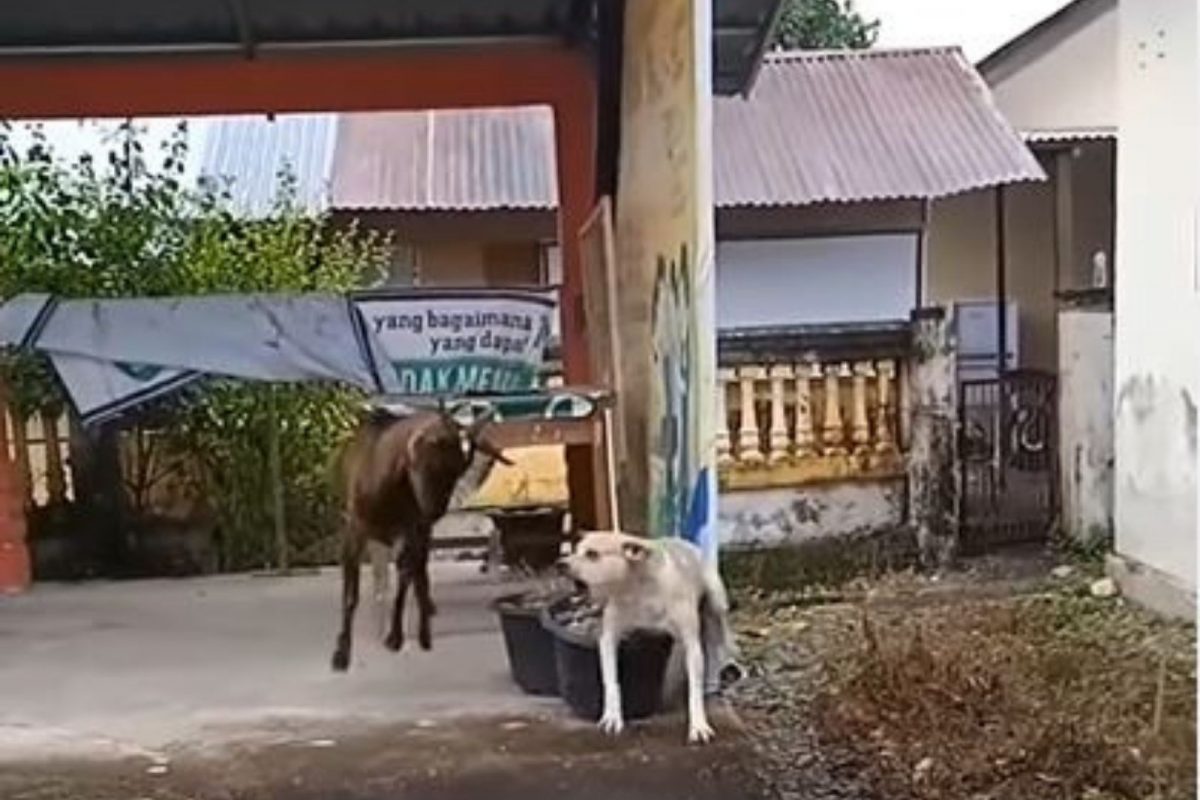 शेळीने शिंगाने मारून कुत्र्याची केली वाईट अवस्था; मदत करण्याऐवजी हसत राहिले लोक, संतापजनक VIDEO