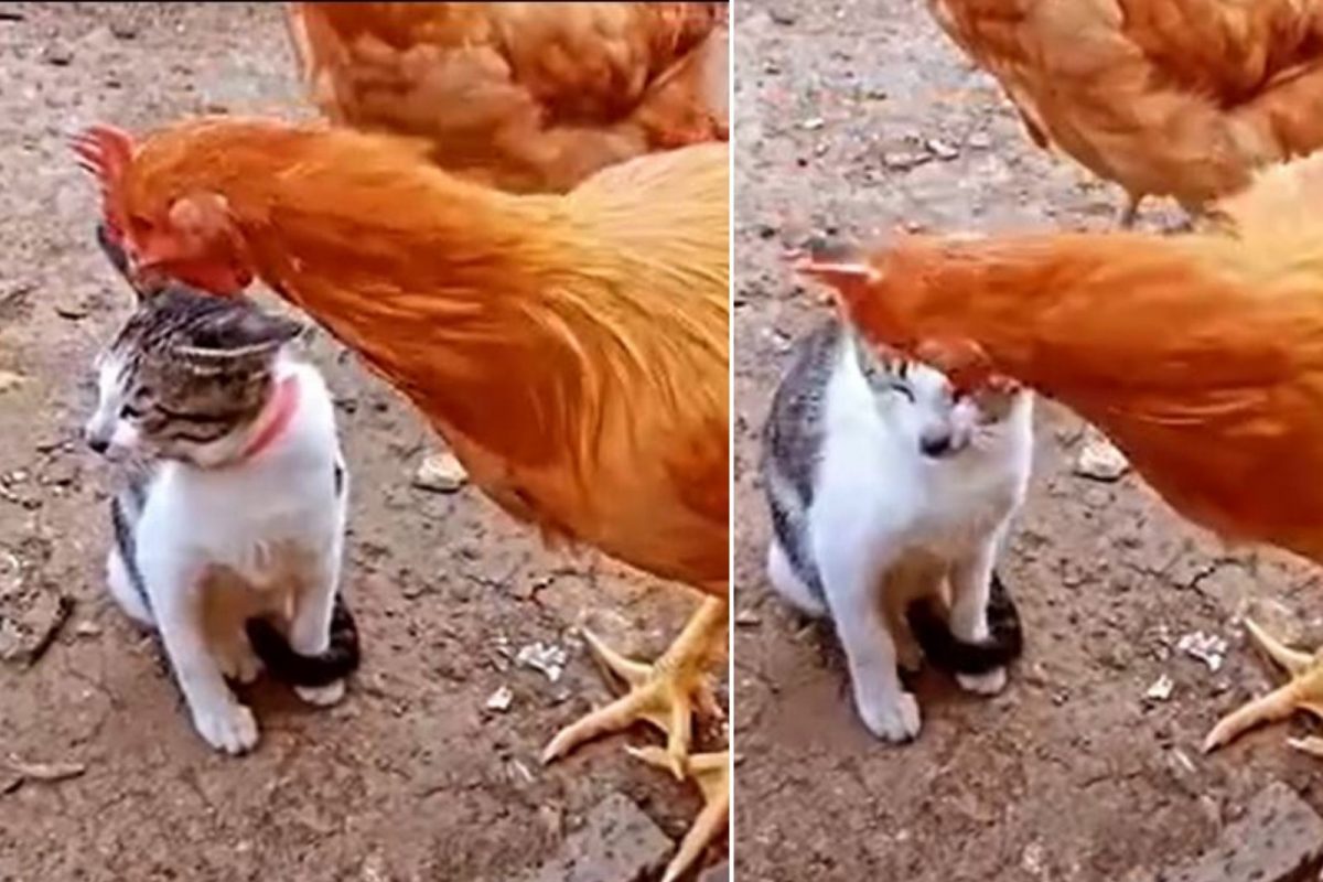 त्रास देणाऱ्या कोंबडीला मांजरीने अशी घडवली अद्दल; VIDEO पाहून तुम्हालाही वाटेल कौतुक
