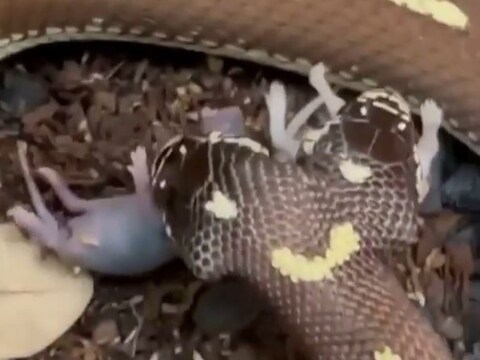 व्हायरल होणाऱ्या व्हिडिओमध्ये दिसतं, की हा साप एका टायरच्या मध्ये बसलेला आहे आणि यातच दोन उंदराची पिल्लेही दिसत आहेत. 