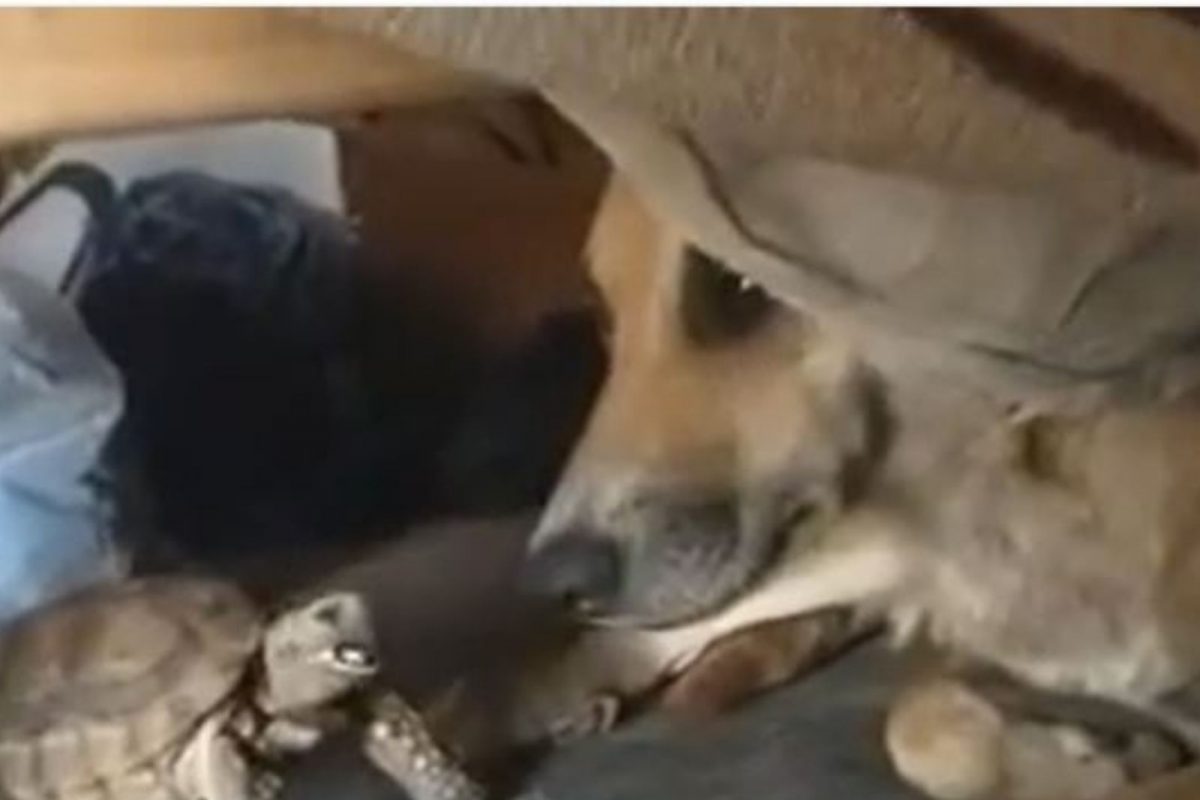 चक्क कासवाने घेतला कुत्र्यासोबत पंगा; इवल्याशा जीवाची दादागिरी पाहून व्हाल अचंबित, VIDEO