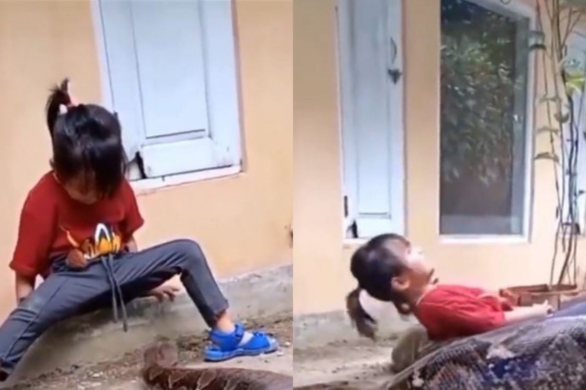 चिमुकली खेळत असतानाच अचानक समोर आला भलामोठा अजगर अन्...; धडकी भरवणारा VIDEO