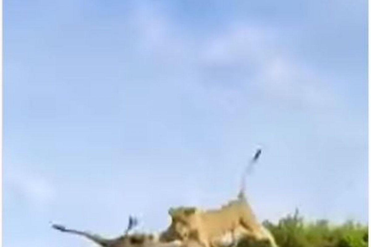 10 फूट उंचावरुन उडी घेत सिंहिणीने हवेतच केली काळवीटाची शिकार; पाहा VIDEO