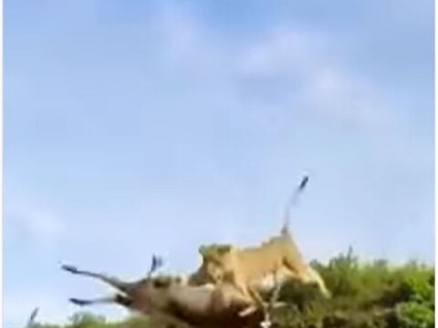 एका सिंहिणीने 10 फूट उंचीवरून उडी घेत काळवीटाला हवेतच आपल्या जबड्यात पकडलं (Lioness Attacked on Impala). हा व्हिडिओ सध्या चांगलाच व्हायरल होत आहे. 
