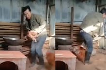 कोंबडीला वाचवण्यासाठी कोंबड्याची धडपड; थेट युवकासोबत भिडला अन्.., पाहा VIDEO