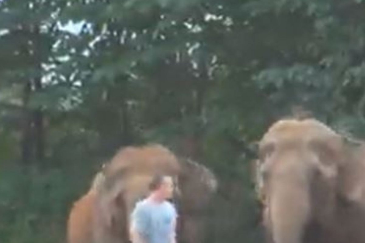 1 वर्षानंतर आपल्या केअरटेकरला भेटला हत्तींचा कळप; यानंतर जे घडलं ते मन जिंकणारं, पाहा VIDEO