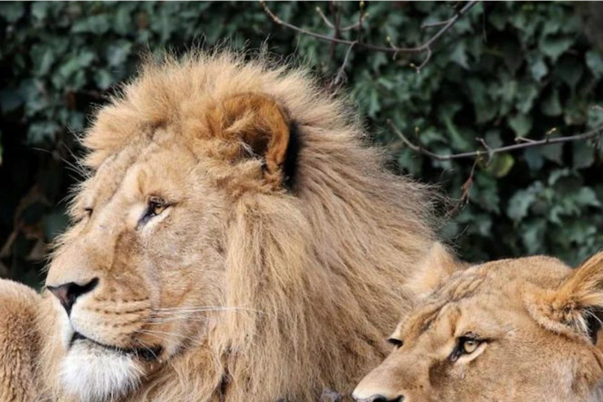 चुकून पिंजऱ्यातील सिंह सुटले अन् थेट विमानतळावर पोहोचले; प्रवाशांची उडाली घाबरगुंडी