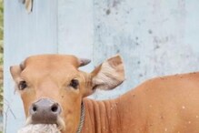 गायीनं गिळली सोन्याची साखळी; शेणातूनही बाहेर न आल्यानं अखेर केलं हे काम