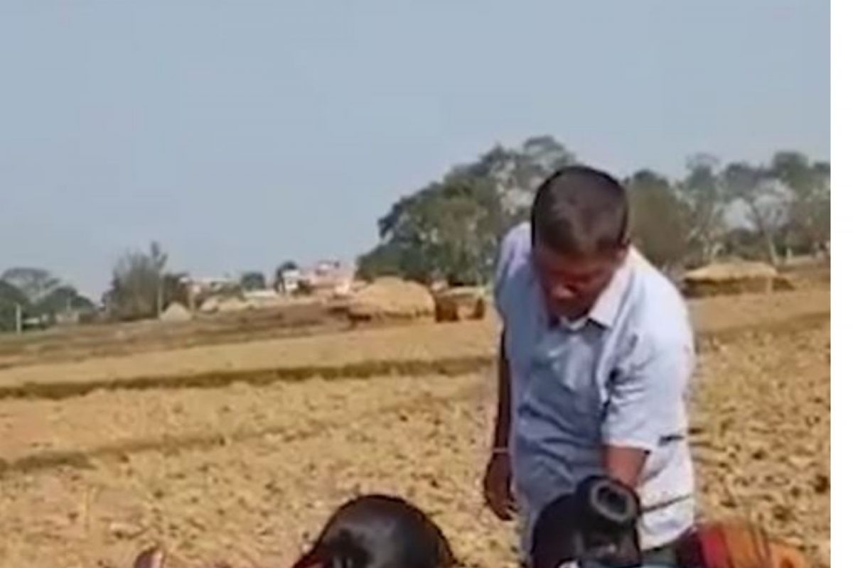 लसीकरण पथक दिसताच घर सोडून पळाली महिला; शेतात पकडून जबरदस्तीने दिली लस, ढसाढसा रडतानाचा VIDEO