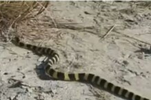 या अतिविषारी सापाच्या सौंदर्यावर फिदा झाले लोक; यात असं आहे तरी काय? पाहा VIDEO