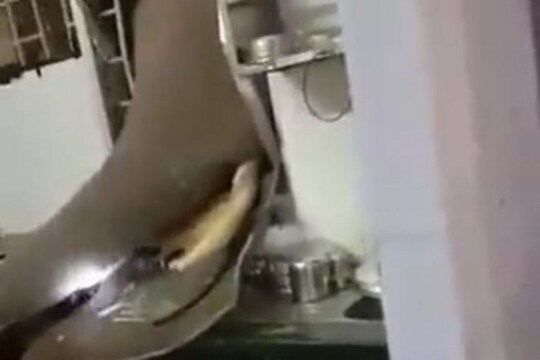 अन्नाच्या शोधात निघालेल्या हत्तीचा किचनमध्ये शिरत भलताच कारनामा, VIDEO पाहून व्हाल अवाक 
