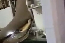 भूकेलेल्या हत्तीचा किचनमध्ये शिरत भलताच कारनामा, VIDEO पाहून व्हाल अवाक 