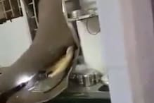 भूकेलेल्या हत्तीचा किचनमध्ये शिरत भलताच कारनामा, VIDEO पाहून व्हाल अवाक भूकेलेल्या हत्तीचा किचनमध्ये शिरत भलताच कारनामा, VIDEO पाहून व्हाल अवाक
