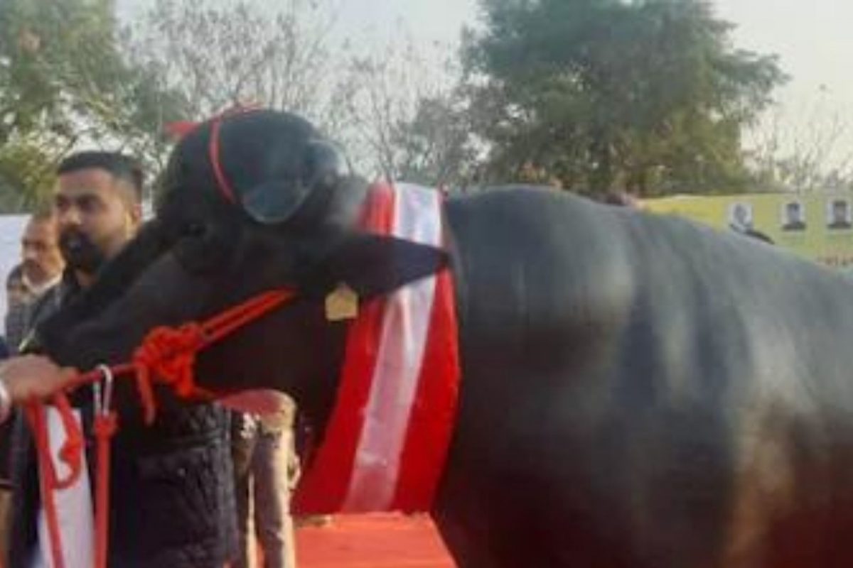 जगातील सर्वात सुंदर 'मोदी म्हैस'; किंमत जाणून व्हाल थक्क, रंजक आहे नावामागची कथा