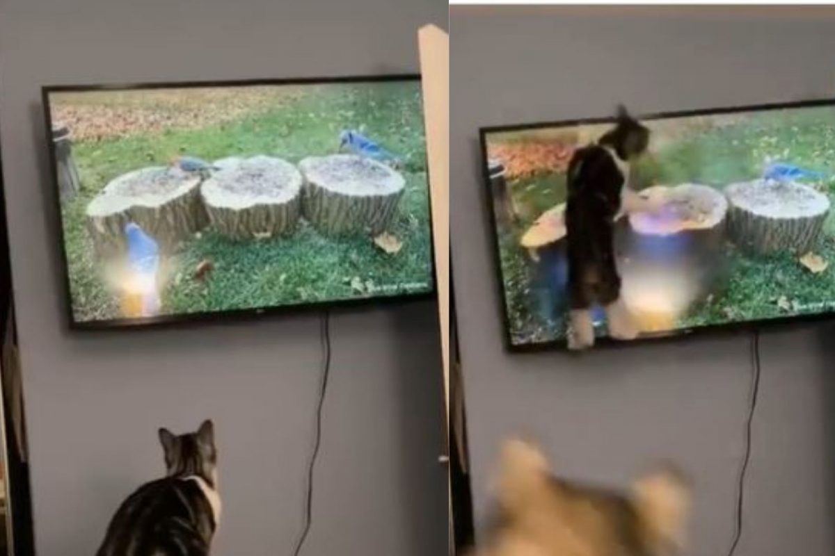 स्क्रीनवर पक्षी दिसताच शिकारीसाठी मांजराने TV वर घेतली उडी अन्...; VIDEO पाहून पोट धरून हसाल