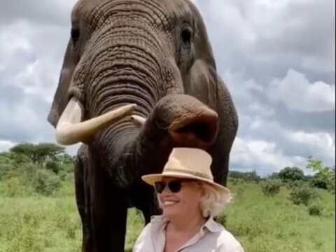 या व्हिडिओमध्ये दिसतं की सुरुवातीला हत्ती महिलेनं घातलेली टोपी आपल्या सोंडेने काढतो आणि तोंडात टाकतो (Elephant eat woman’s Hat). हे पाहून महिला थोडी नाराज होते