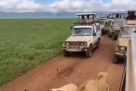 रस्त्याच्या मधोमध येत 3 सिंहांनी अडवला पर्यटकांचा रस्ता अन्..; पाहा Viral Video