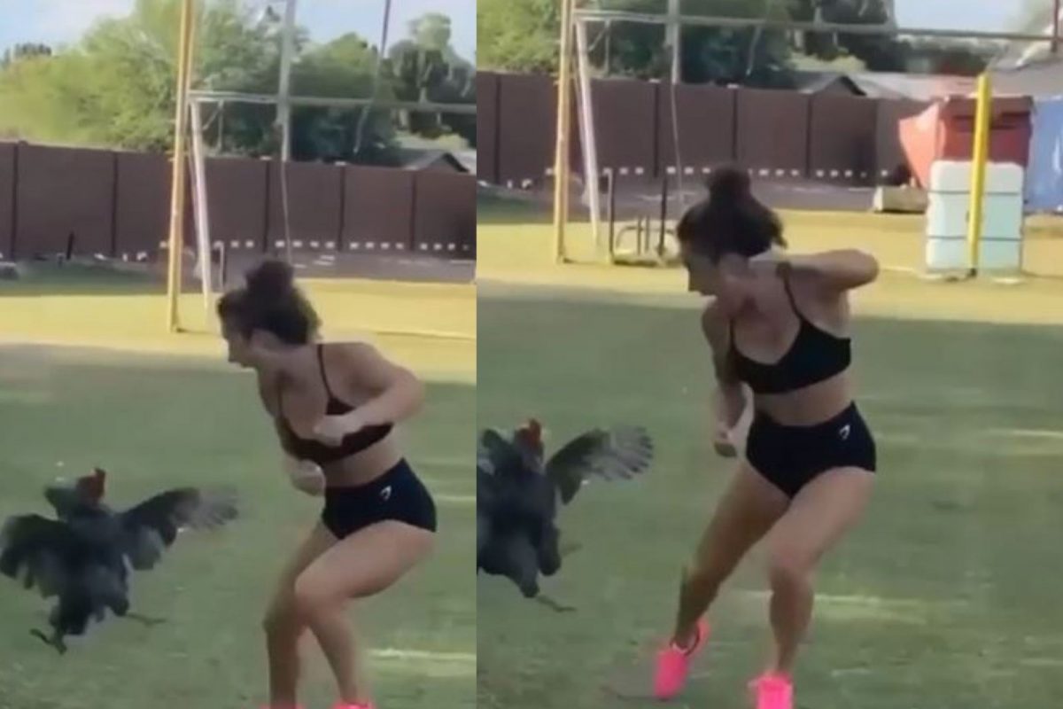 कोंबड्यासोबत पंगा घेणं भोवलं; पुढे घडलं असं काही की तरुणीनं जीव मुठीत घेऊन ठोकली धूम, VIDEO